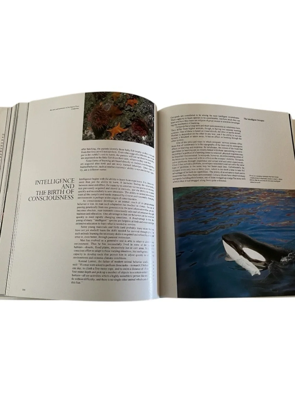 Jacques Cousteau:  The Ocean World Abradale Press/Harry N. Abrams, Vintage 1985